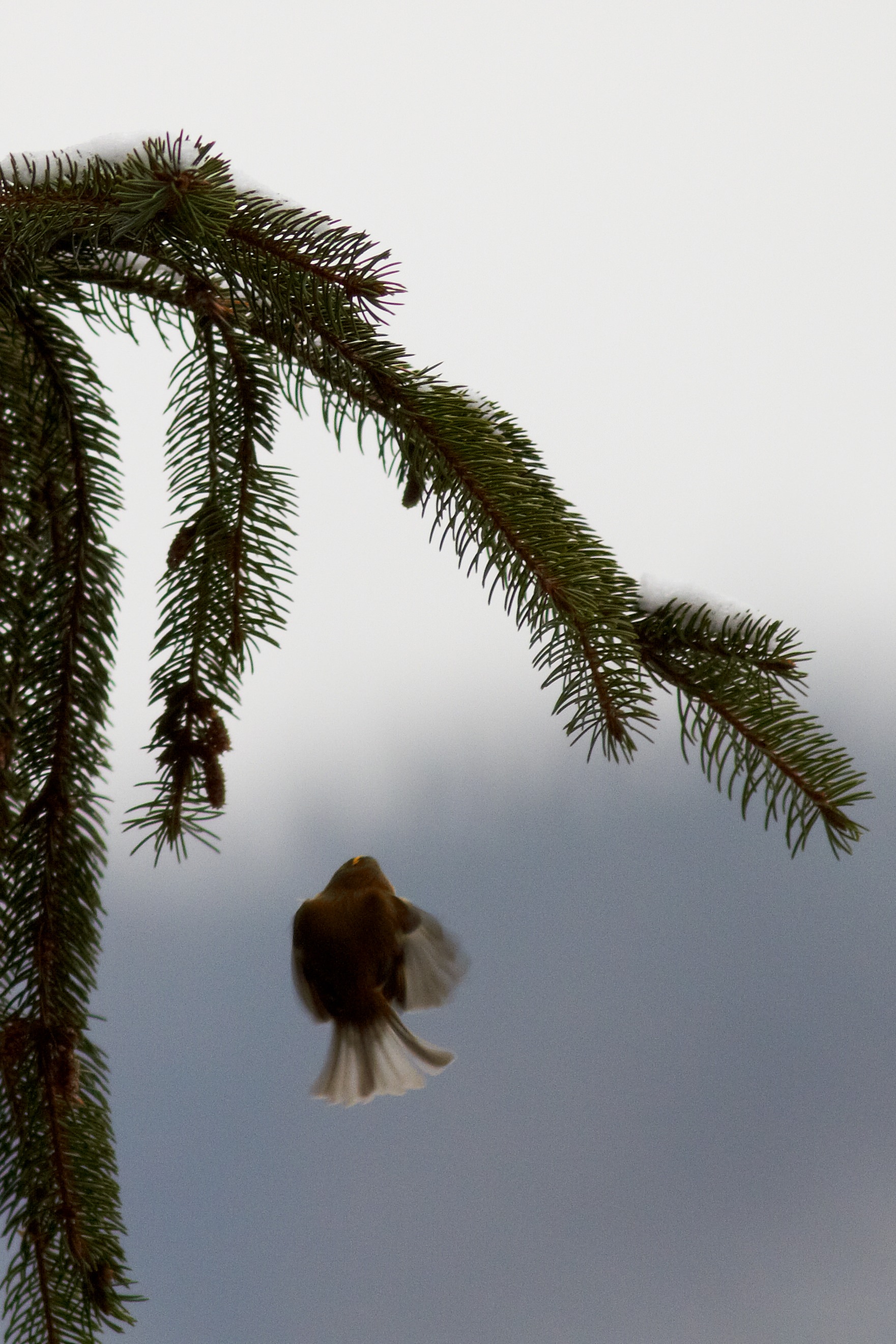 Regulus regulus   Wintergoldhähnchen   0028